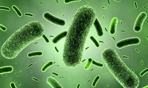 Đánh giá khả năng sinh tổng hợp Exopolysaccharide của vi khuẩn Bacillus sp. dưới ảnh hưởng điều kiện nhiệt độ và muối NaCl 